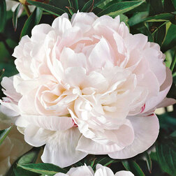 ������ ������ ���� ����������� ������ ����   ����