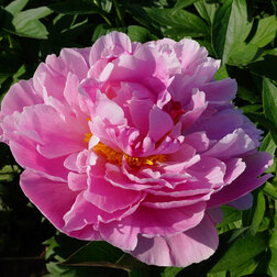 ������ ������ ���� ����������� ���� ������   ����