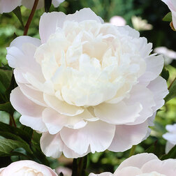 ������ ������ ���� ����������� ��������   ����