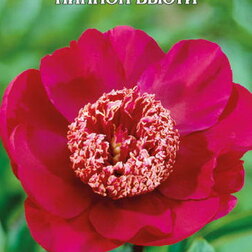 ������ ������ ���� ����������� ������ �����   ����