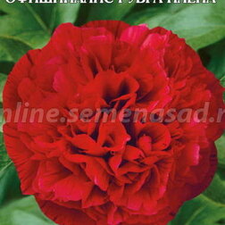 ������ ������ ���� ����������� ���������� ����� �����   ����