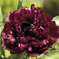 ������ ������ ���� ����������� ����� �����   ����