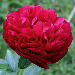 ������ ������ ���� ����������� ��� ������   ����