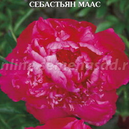 ������ ������ ���� ����������� ��������� ����   ����