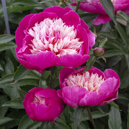 ������ ������ ���� ����������� (���������)   ����