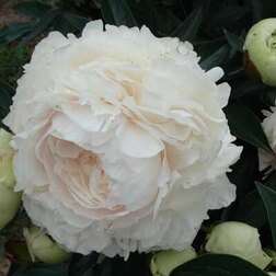 ������ ������ ���� ����������� ������   ����