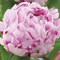 ������ ������ ���� ����������� ������   ����