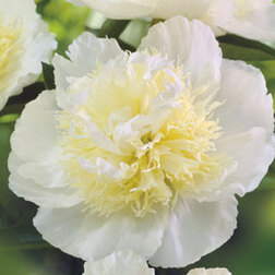 ������ ������ ���� ����������� ���� ����   ����