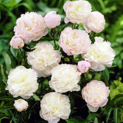 ������ ������ ���� ����������� ����� �����   ����