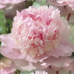 ������ ������ ���� ����������� ����� ������   ����