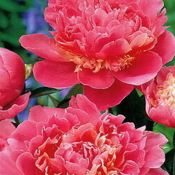 ������ ������ ���� ����������� ������ �������   ����