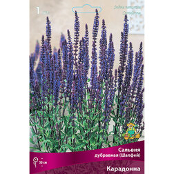 ������ ������ ������� ��������� (������) ���������   ����