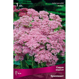 ������ ������ ���������� ����� ������ ���������   ����