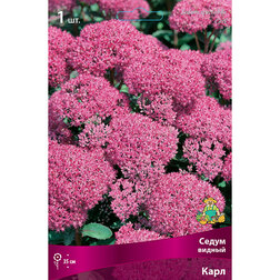 ������ ������ ����� ������ ����   ����