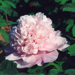 ������ ������ ���� ����������� ������� ����   ����