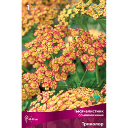 ������ ������ ������������� ������������ ��������   ����