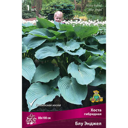 ������ ������ ����� ��������� ��� ������   ����