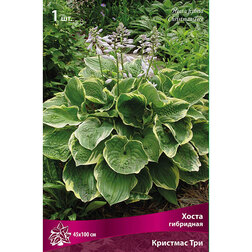 ������ ������ ����� ��������� �������� ���   ����