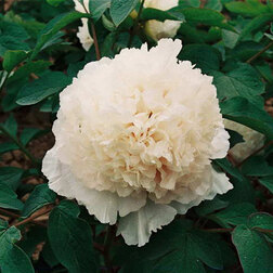 ������ ������ ���� ����������� ���������� ���������   ����