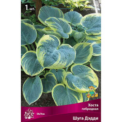 ������ ������ ����� ��������� ���� �����   ����