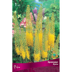 ������ ������ �������� �����   ����