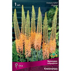 ������ ������ �������� ��������� ���������   ����