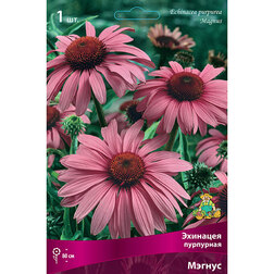 ������ ������ �������� ��������� ������   ����