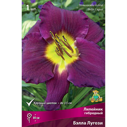 ������ ������ �������� ��������� ����� ������   ����