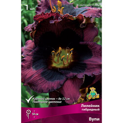 ������ ������ �������� ��������� ����   ����