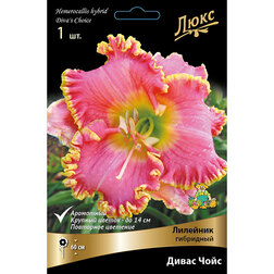 ������ ������ �������� ��������� ����� ����   ����