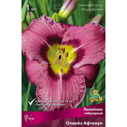 ������ ������ �������� ��������� ������ �������   ����