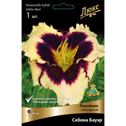 ������ ������ �������� ��������� ������ �����   ����