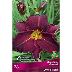 ������ ������ �������� ��������� ����� ����   ����