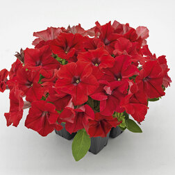 ������ ������ ������� ����������� ������� ��� �� ��� (��-1000�����) ���������������� ������   ����