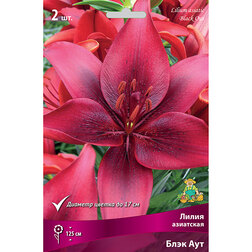 ������ ������ ����� ��������� ���� ��� (2 ��.)   ����