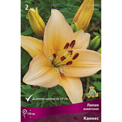 ������ ������ ����� ��������� ������ (2 ��.)   ����