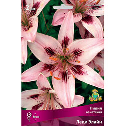 ������ ������ ����� ��������� ���� ����� (2 ��.)   ����