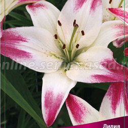 ������ ������ ����� ��������� �������� (2 ��.)   ����