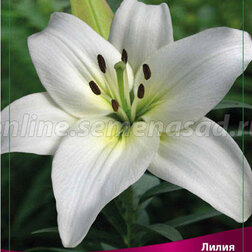 ������ ������ ����� ��������� ������ (2 ��.)   ����