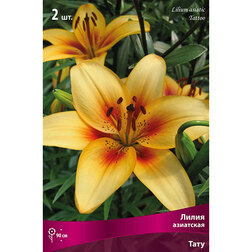 ������ ������ ����� ��������� ���� (2 ��.)   ����