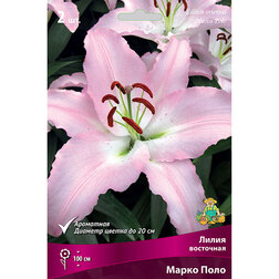 ������ ������ ����� ��������� ����� ���� (2 ��.)   ����