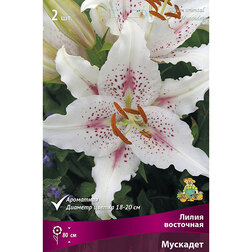 ������ ������ ����� ��������� �������� (2 ��.)   ����