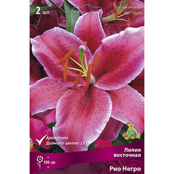 ������ ������ ����� ��������� ��� ����� (2 ��.)   ����