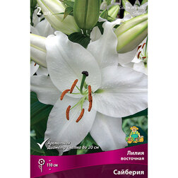 ������ ������ ����� ��������� �������� (2 ��.)   ����