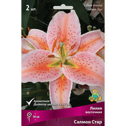 ������ ������ ����� ��������� ������ ���� (2 ��.)   ����