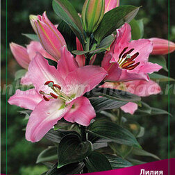 ������ ������ ����� ��������� ��������� ������� (2 ��.)   ����