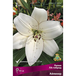 ������ ������ ����� ��-������ ������� (2 ��.)   ����