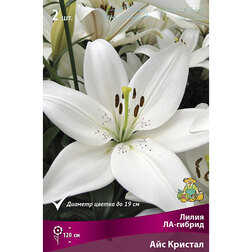 ������ ������ ����� ��-������ ��� ������� (2 ��.)   ����