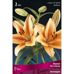 ������ ������ ����� ��-������ ������� (2 ��.)   ����