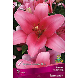 ������ ������ ����� ��-������ �������� (2 ��.)   ����